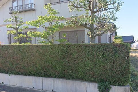 お気にいる キャラボク 0 4m露地 2本セット 送料無料 1年間枯れ保証 生垣樹木 Web限定 Www Pictoaplicaciones Com