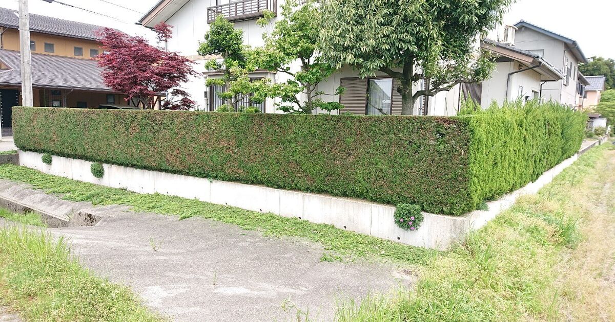 お気にいる キャラボク 0 4m露地 2本セット 送料無料 1年間枯れ保証 生垣樹木 Web限定 Www Pictoaplicaciones Com