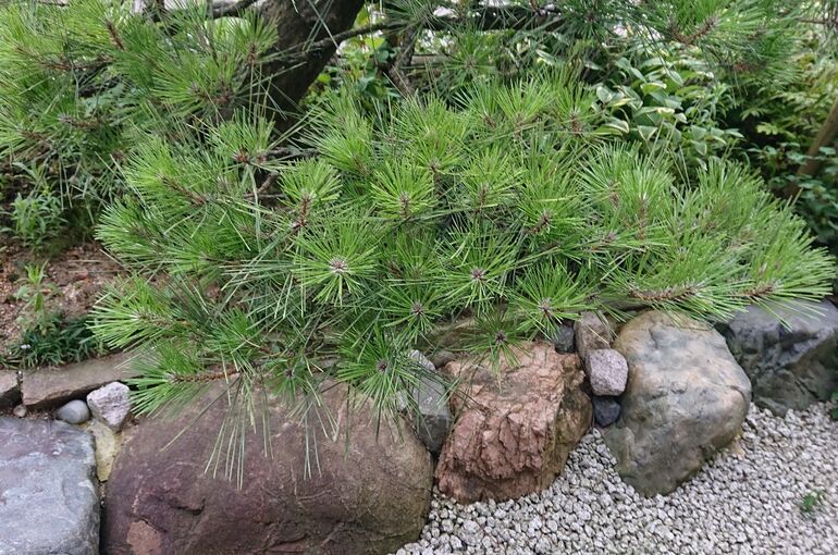 今年も植芳自宅の前庭の黒松の剪定見に来ませんか 造園の丁寧さで富山県射水市を中心に活動しておりブログを掲載しています