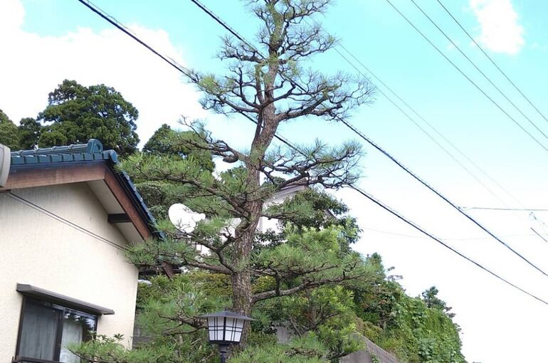 背の高い木の剪定はお気をつけください 造園の丁寧さで富山県射水市を中心に活動しておりブログを掲載しています