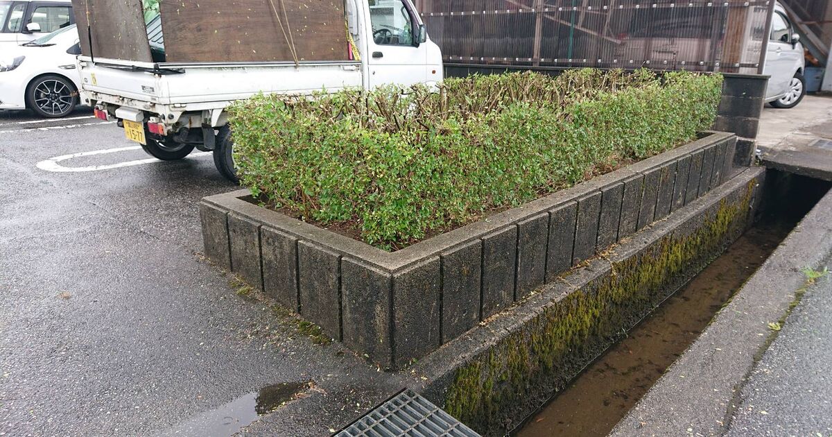 以前高さを低くしたアベリアの植え込みですが さすがアベリア 回復が早い 造園の丁寧さで富山県射水市を中心に活動しておりブログを掲載しています